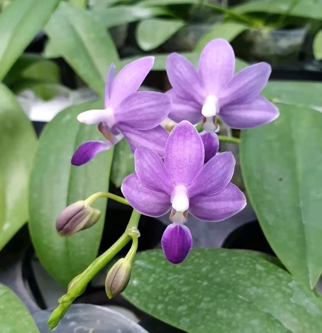 Phalaenopsis Purple Martin var. blue