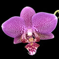 Phalaenopsis Shyang Fa Pink Pearl