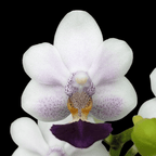 Phalaenopsis Su's Glad Kid 'Blue'