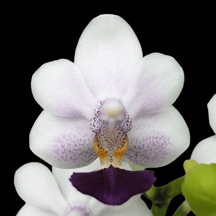 Phalaenopsis Su's Glad Kid 'Blue'