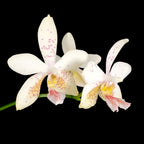 Phalaenopsis Tetra Star '3283'