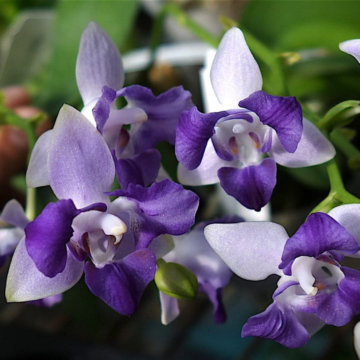 Phalaenopsis Tying Shin Blue Jay (peloric)