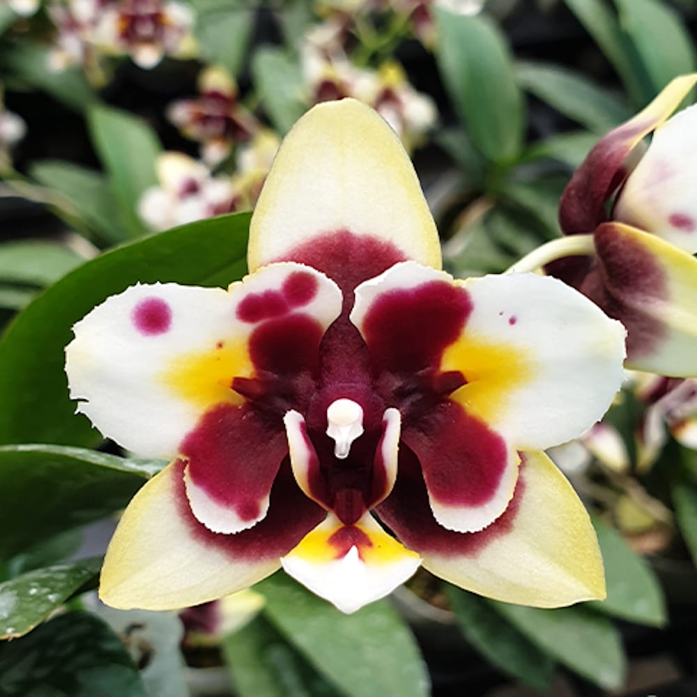 Phalaenopsis Yaphon Star Diamond 'AN6601'