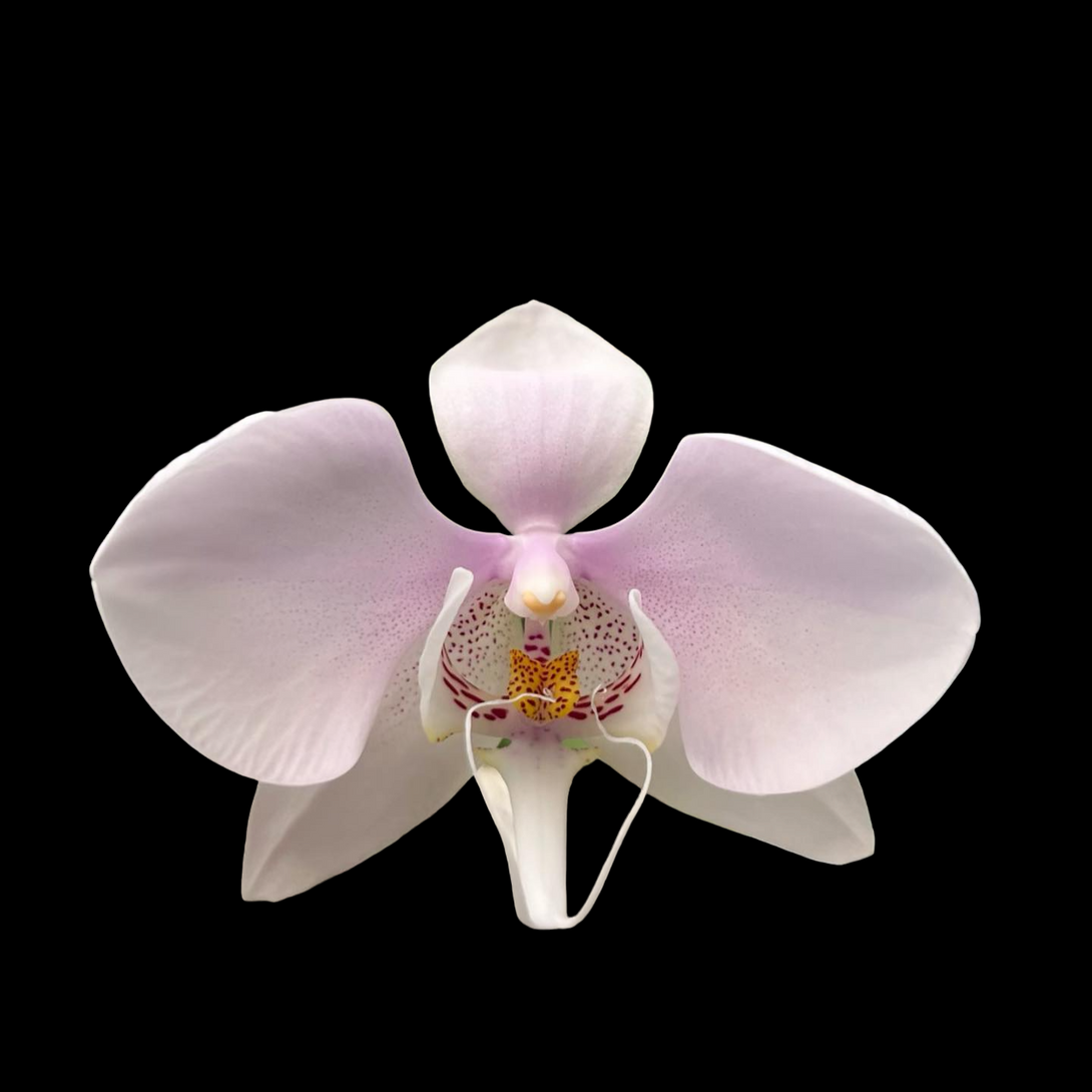 Phalaenopsis amabilis 'Surabaya'