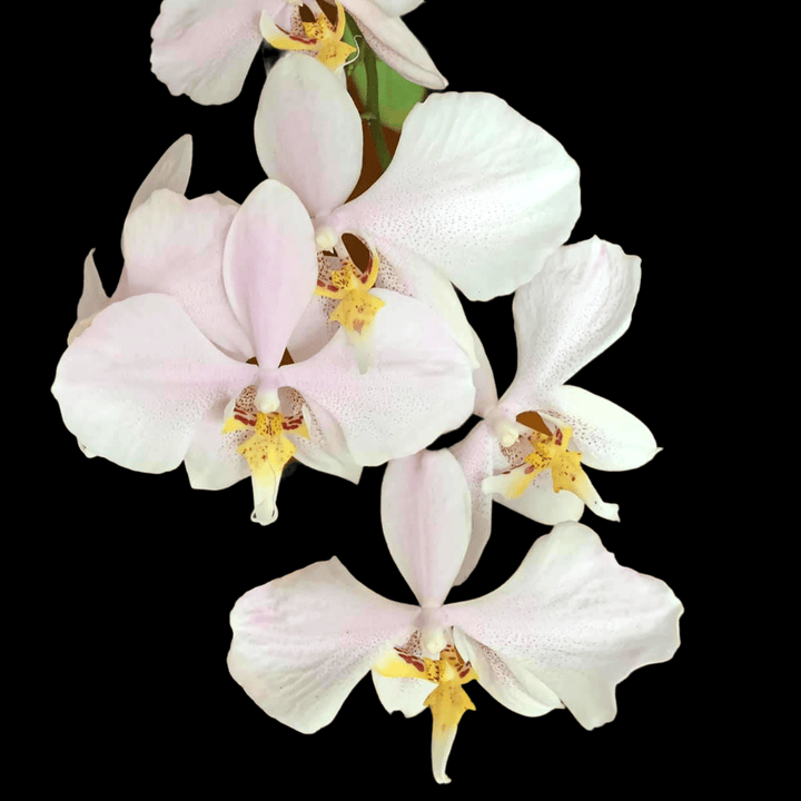 Phalaenopsis amabilis 'Surabaya'