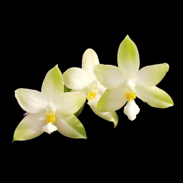 Phalaenopsis bellina var. alba