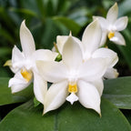 Phalaenopsis bellina var. alba 