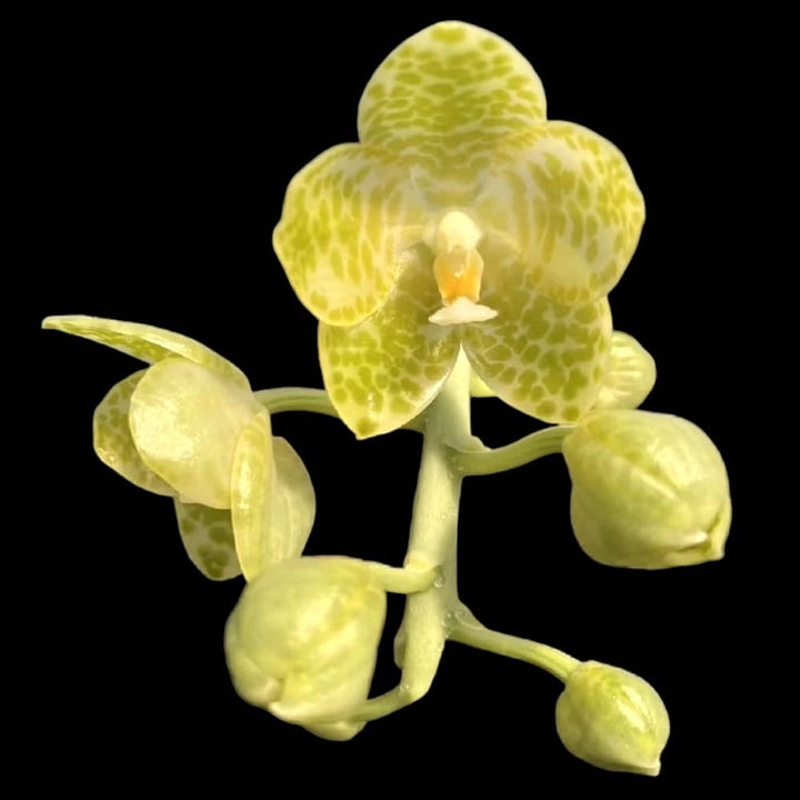 Phalaenopsis gigantea var. alba