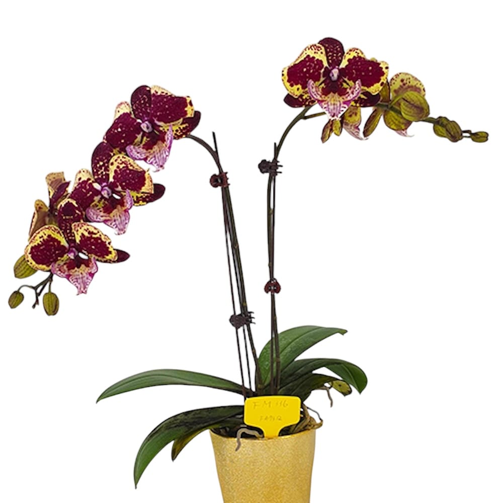 Phal. A Hot × Lioulin Pretty Audrey (Big Lip)