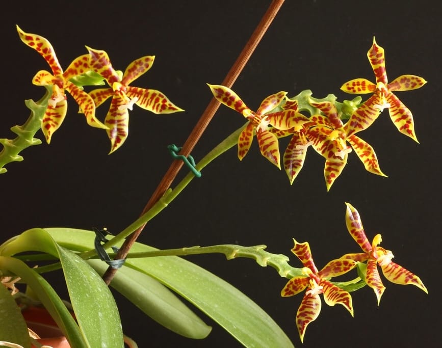 Phalaenopsis cornu-cervi (syn. Phal. lamelligera)
