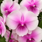 Phal. Charming Oriental Beauty × Charming Chanson