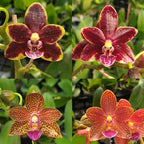 Phalaenopsis Chienlung Black Conch × Cornustris