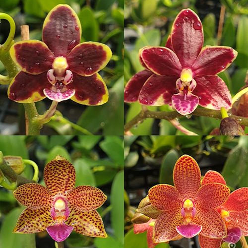 Phalaenopsis Chienlung Black Conch × Cornustris