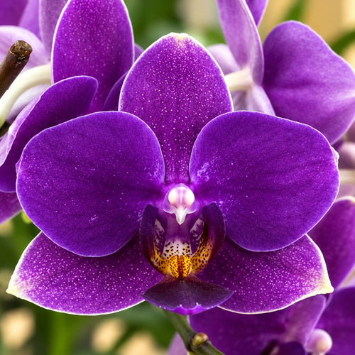 Phalaenopsis Ching Ann Mary 'Green World Blue Cloud'
