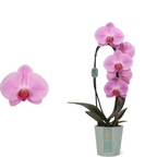 Phalaenopsis Pink Naomi (fiori XL)