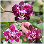 Phal. Hsinying Little Knight 'Voodoo' × (Tetrasambo × Yaphon Sir)