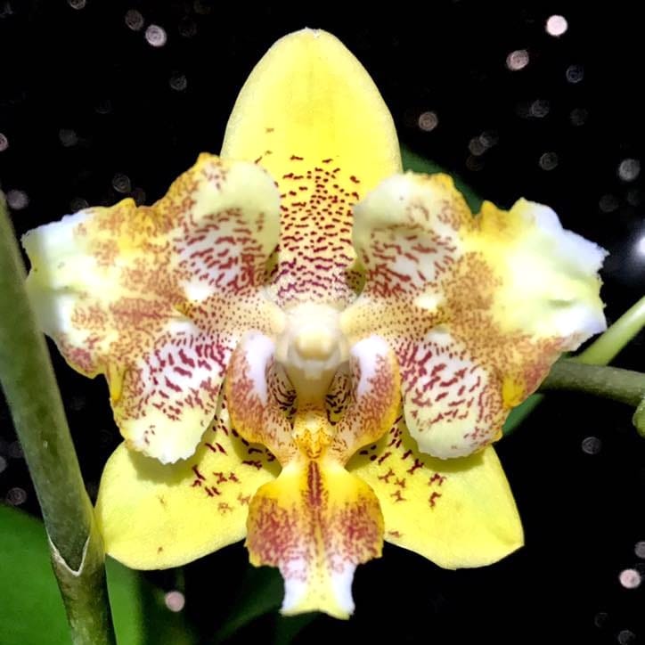 Phalaenopsis I-Hsin Samuel