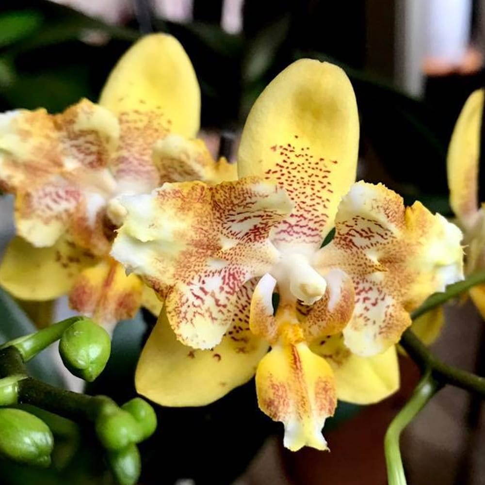 Phalaenopsis I-Hsin Samuel