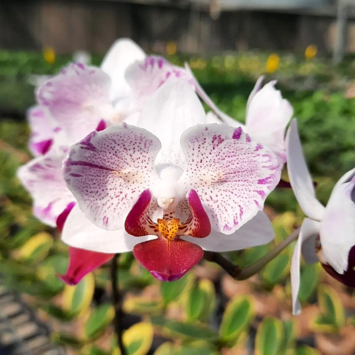 Phalaenopsis Little Gem Stripes (peloric - butterfly)