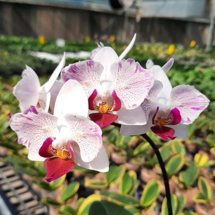 Phalaenopsis Little Gem Stripes (peloric - butterfly)