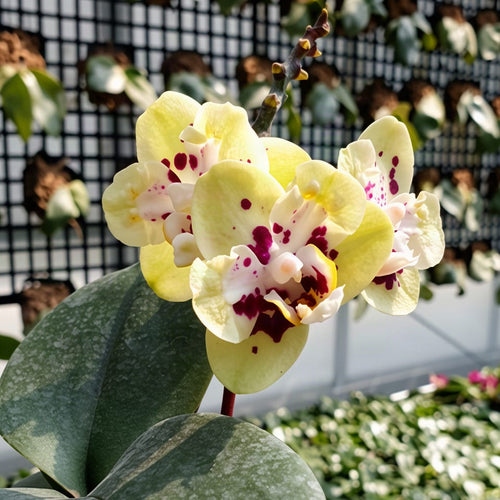 Phalaenopsis Miki Hydrangea 'QQ' (peloric)