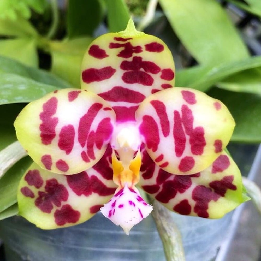Phalaenopsis Miro Hime