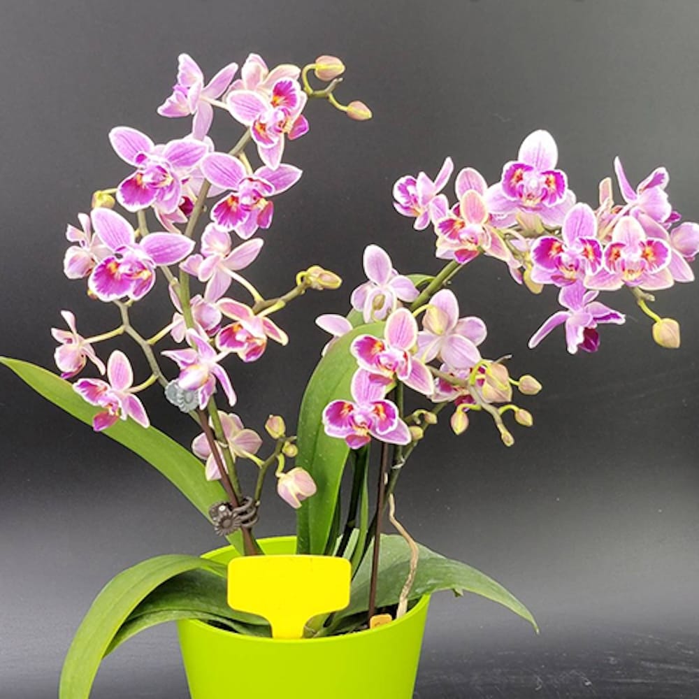 Phal. Purple Princess × Chienlung Moonlight