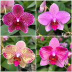 Phal. Sogo Diamond 'HLW' × Taida Red Bird (peloric)