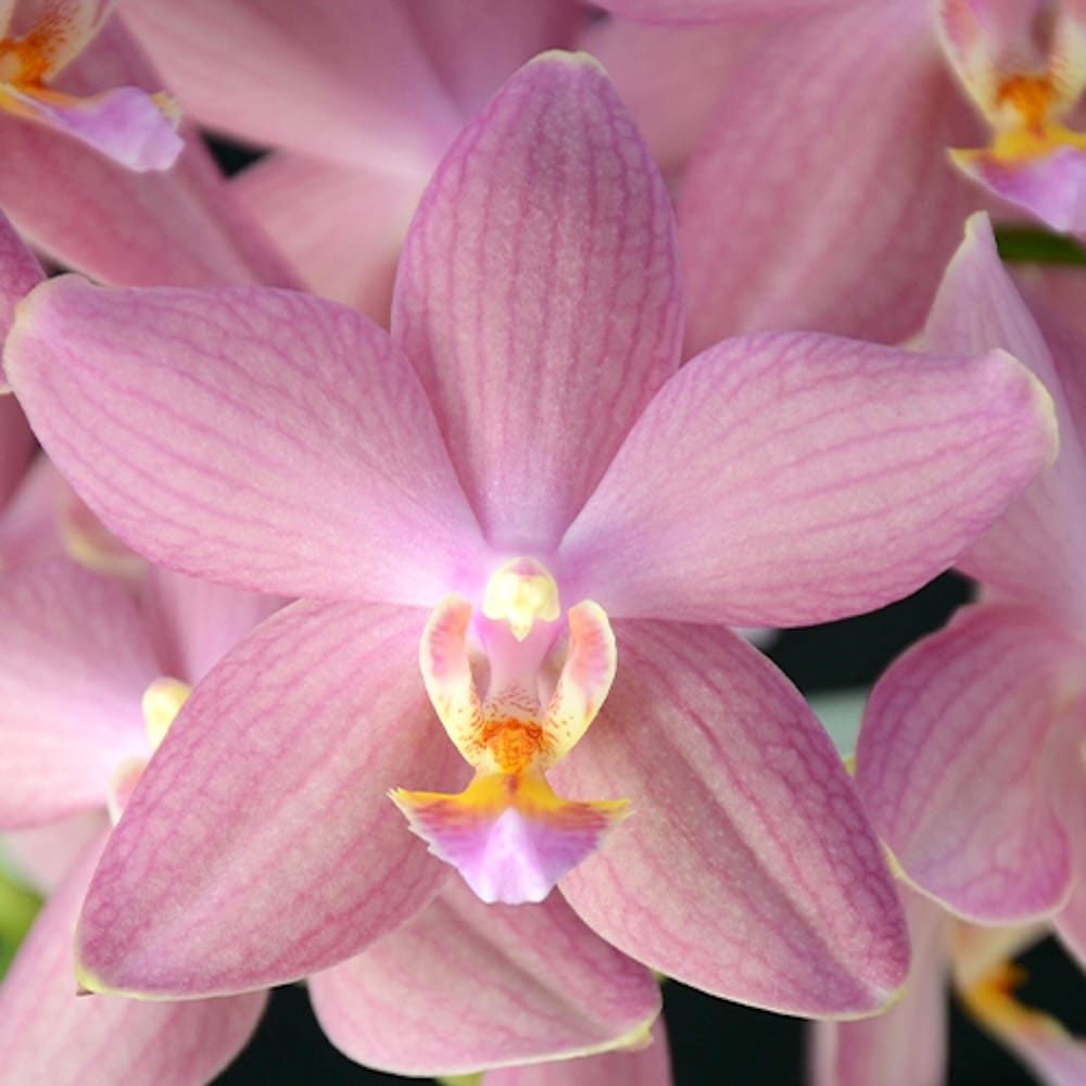 Phalaenopsis Sunny 3303 × Stuartiana Yellow