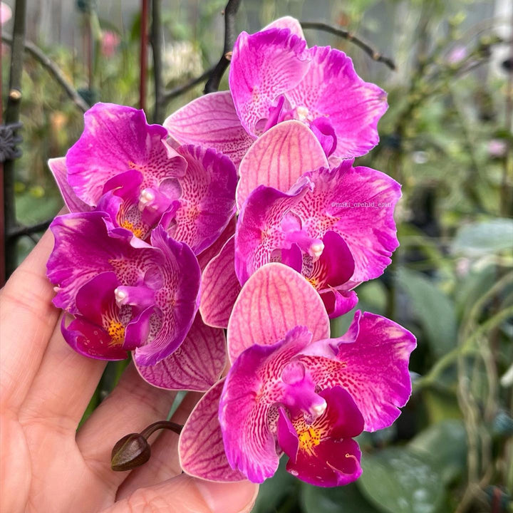 Phalaenopsis Tiannong Golden Vivien '957' (peloric)