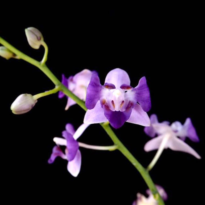 Phalaenopsis Tying Shin Blue Jay (peloric)