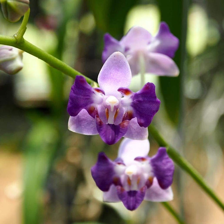 Phalaenopsis Tying Shin Blue Jay (peloric)