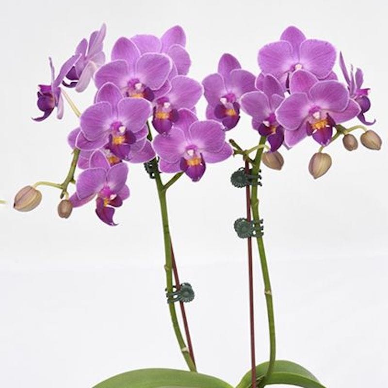 Phalaenopsis Younghome Purple Pinky