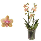 Phalaenopsis Younghome Lucky Star (Cousteau) voňavá
