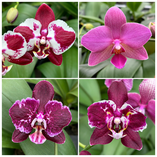 Phal. Hsinying Little Knight 'Voodoo' × (Tetrasambo × Yaphon Sir)