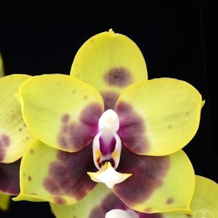 Phalaenopsis (Lioulin Goldfinch × Princess Kaiulani) '1445'