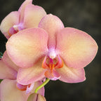 Phalaenopsis Miki Smoky Pink '475' (peloric)
