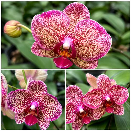 Phal. Sogo Diamond 'HLW' × Taida Red Bird (peloric)
