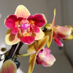 Phalaenopsis Sogo Yellowtris (pelorisch - 3 Lippen)