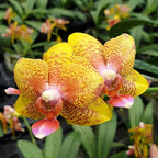 Phal. (Tzu Chiang Balm × Brother Sara Gold) 'ES-1'