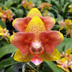 Phal. (Tzu Chiang Balm × Brother Sara Gold) 'ES-1'