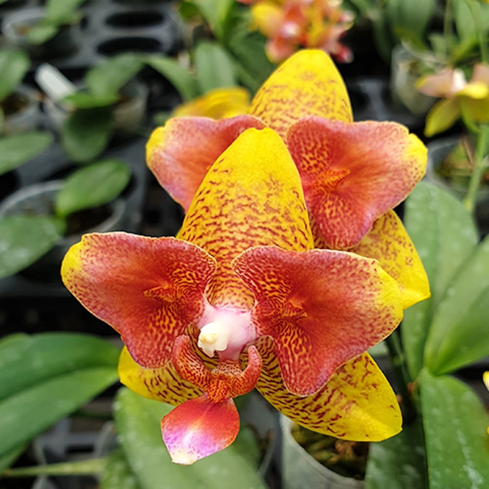 Phal. (Tzu Chiang Balm × Brother Sara Gold) 'ES-1'