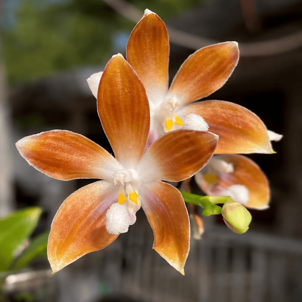Phalaenopsis tetraspis var. coffee