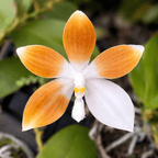 Phalaenopsis tetraspis var. coffee