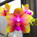 Phalaenopsis Allura 'AL's Rainbow'