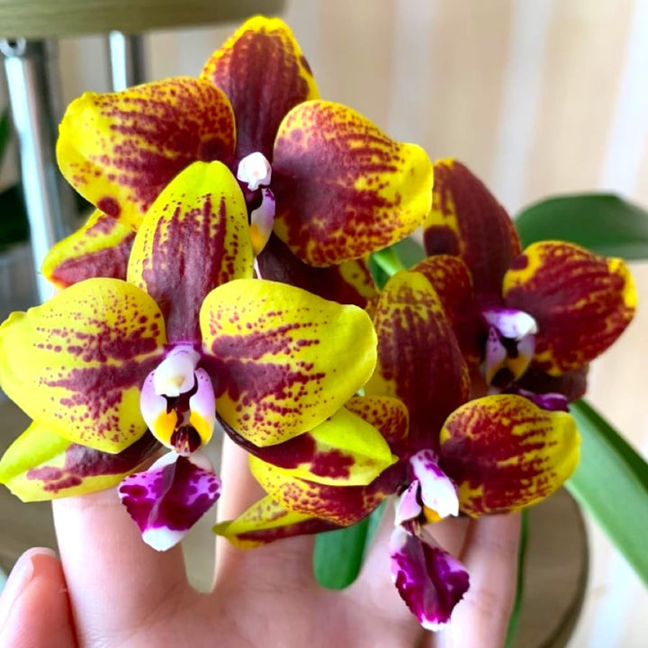 Phalaenopsis Allura 'Vesuvius'