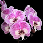 Phalaenopsis Charming Angelina '1201' (Big Lip)