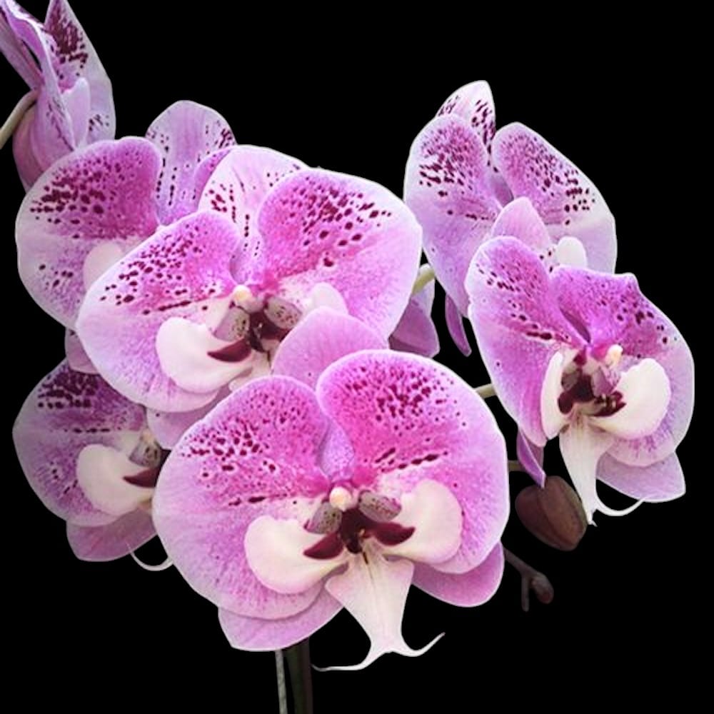 Phalaenopsis Charming Angelina '1201' (Big Lip)