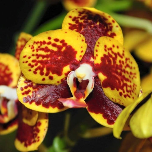 Phalaenopsis Chiada Monica '438'