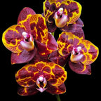 Phalaenopsis GW Green World 'Snakeskin'